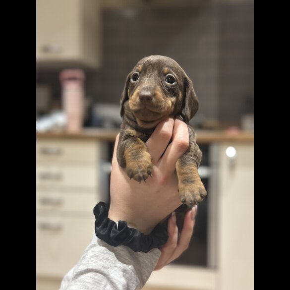 Dachshund (Smooth Haired)