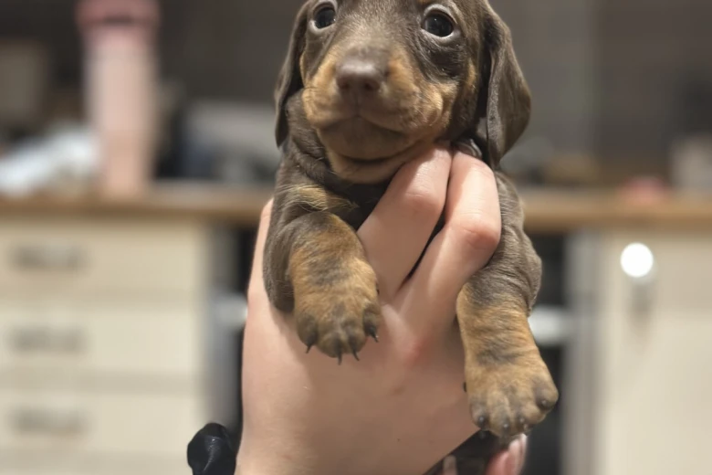 Dachshund (Smooth Haired)