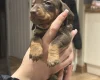 Dachshund (Smooth Haired)