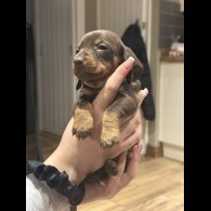 Dachshund (Smooth Haired)