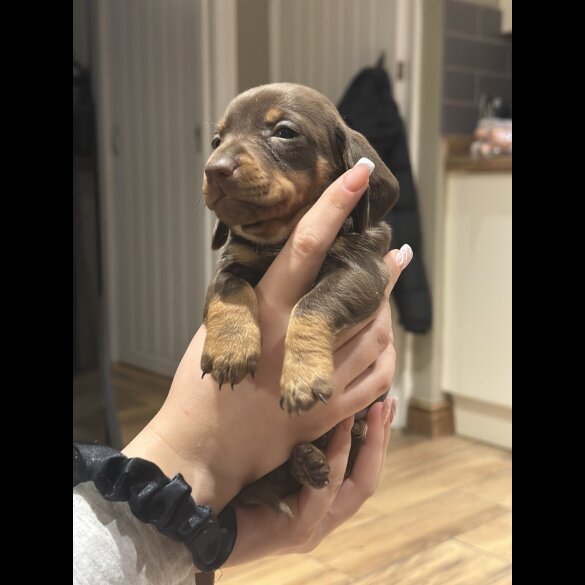 Dachshund (Smooth Haired)