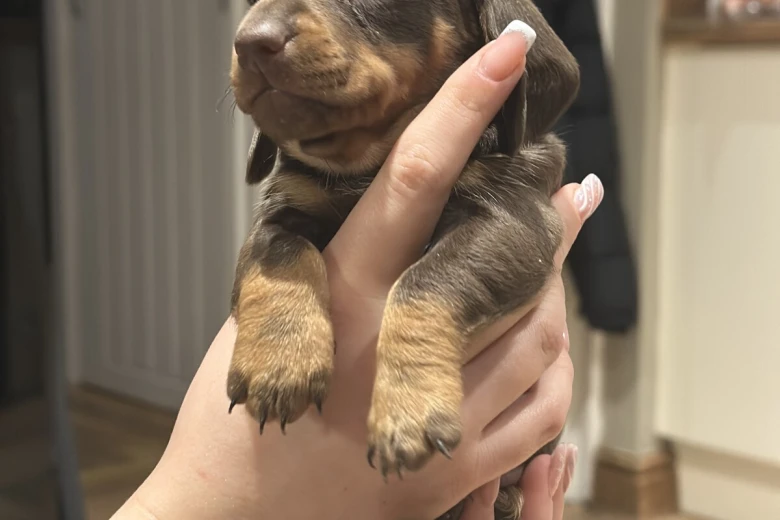 Dachshund (Smooth Haired)