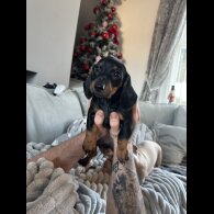 Dachshund (Smooth Haired)