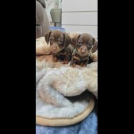 Dachshund (Smooth Haired)