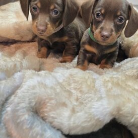 Dachshund (Smooth Haired)