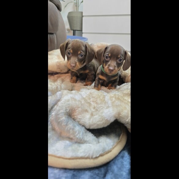 Dachshund (Smooth Haired)