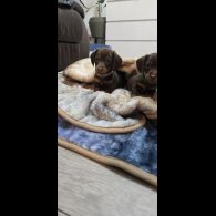 Dachshund (Smooth Haired)