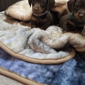 Dachshund (Smooth Haired)