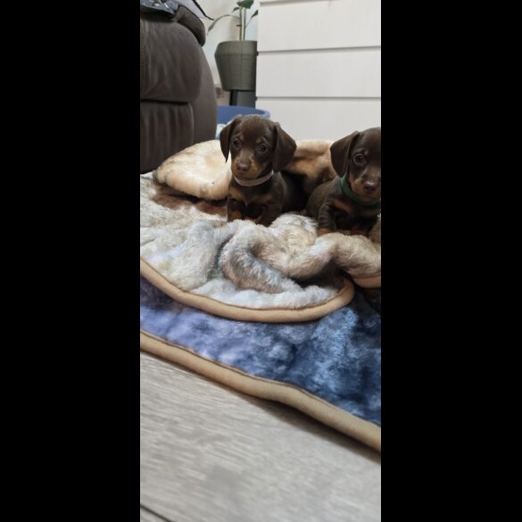 Dachshund (Smooth Haired)