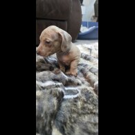 Dachshund (Smooth Haired)