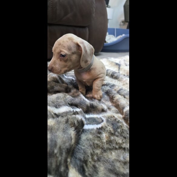 Dachshund (Smooth Haired)