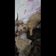 Dachshund (Smooth Haired)