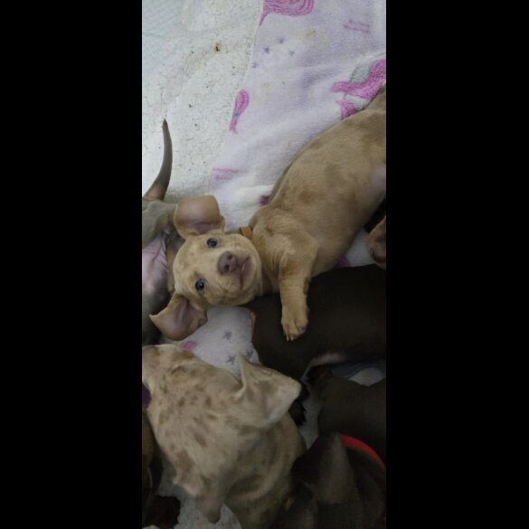 Dachshund (Smooth Haired)