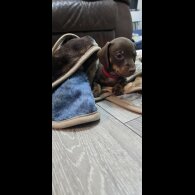 Dachshund (Smooth Haired)