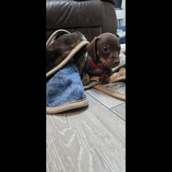 Dachshund (Smooth Haired)