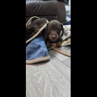 Dachshund (Smooth Haired)