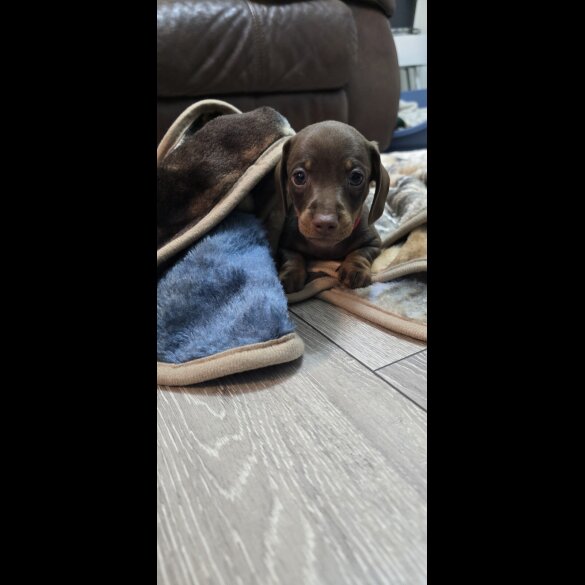 Dachshund (Smooth Haired)