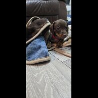 Dachshund (Smooth Haired)