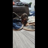 Dachshund (Smooth Haired)