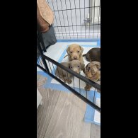 Dachshund (Smooth Haired)