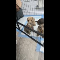 Dachshund (Smooth Haired)