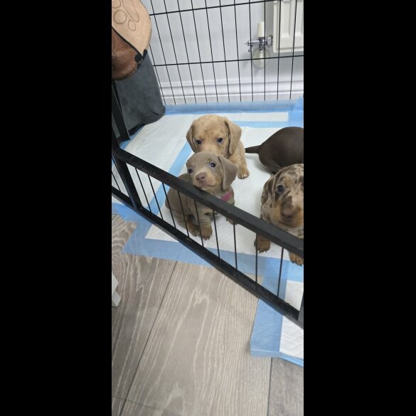 Dachshund (Smooth Haired)