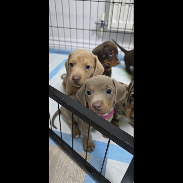 Dachshund (Smooth Haired)