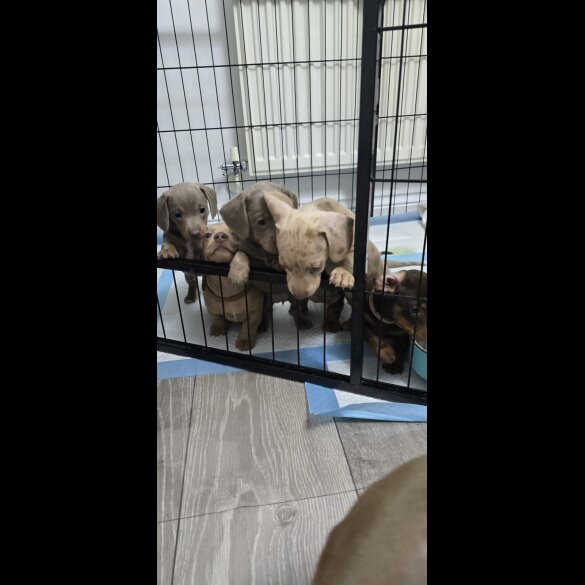 Dachshund (Smooth Haired)