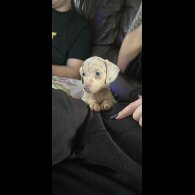 Dachshund (Smooth Haired)