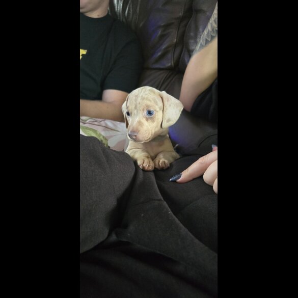 Dachshund (Smooth Haired)