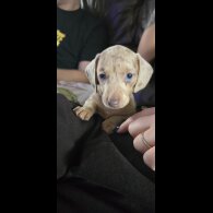 Dachshund (Smooth Haired)