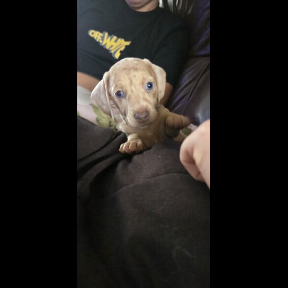 Dachshund (Smooth Haired)