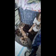 Dachshund (Smooth Haired)