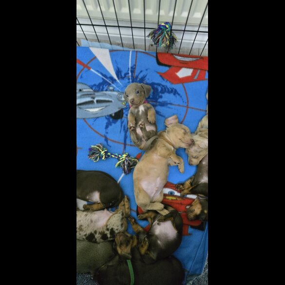 Dachshund (Smooth Haired)