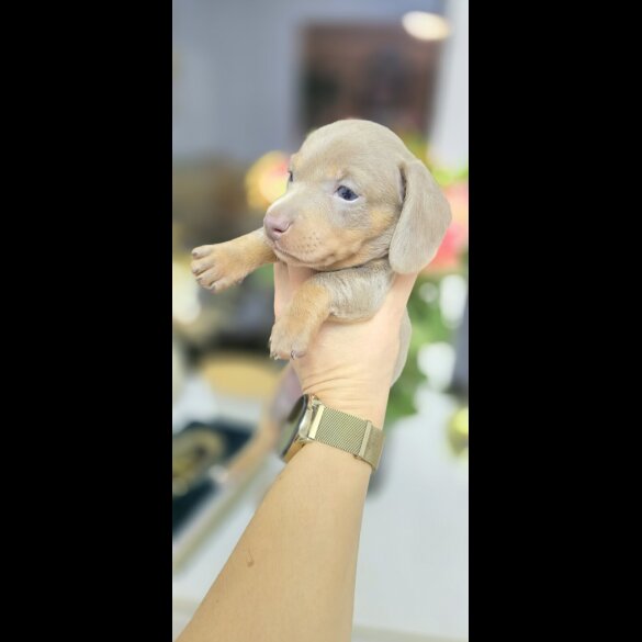 Dachshund (Smooth Haired)