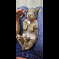 Dachshund (Smooth Haired)