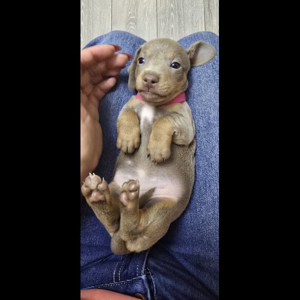 Dachshund (Smooth Haired)