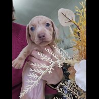 Dachshund (Smooth Haired)