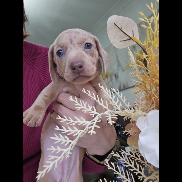 Dachshund (Smooth Haired)