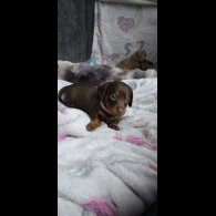 Dachshund (Smooth Haired)