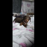 Dachshund (Smooth Haired)