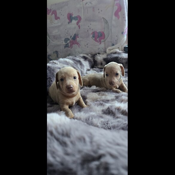 Dachshund (Smooth Haired)