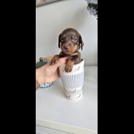 Dachshund (Smooth Haired)