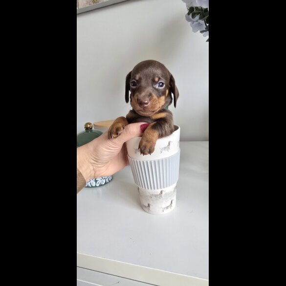 Dachshund (Smooth Haired)