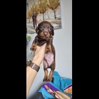 Dachshund (Smooth Haired)