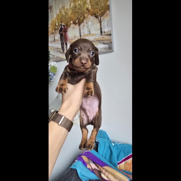 Dachshund (Smooth Haired)