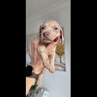 Dachshund (Smooth Haired)