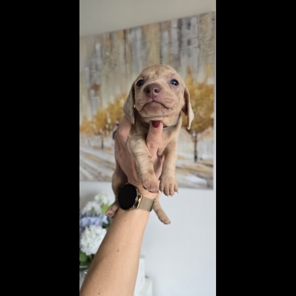 Dachshund (Smooth Haired)