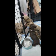 Dachshund (Smooth Haired)