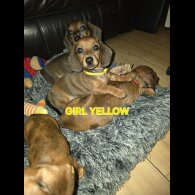 Dachshund (Smooth Haired)